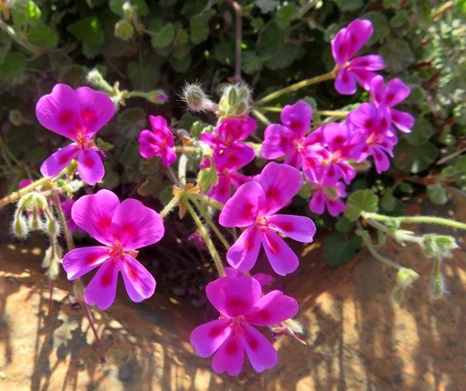 Pelargonium magenteum flowers