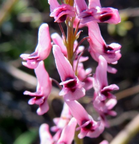 Trigonocapnos lichtensteinii known as hekeltjies