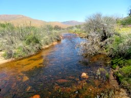 River vegetation