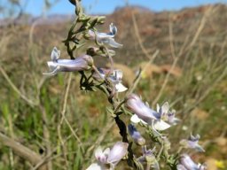 Cyphia digitata twining