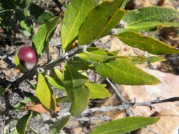 Euclea tomentosa