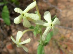 Lyperia tristis, the sad tearbush 