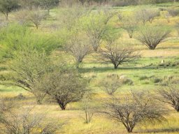 Prosopis, a bane and a boon