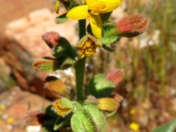 Tetragonia hirsuta flowers and fruit