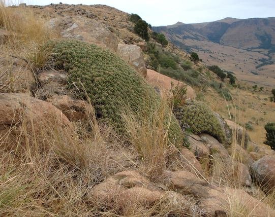 Euphorbia pulvinata rock-hugging