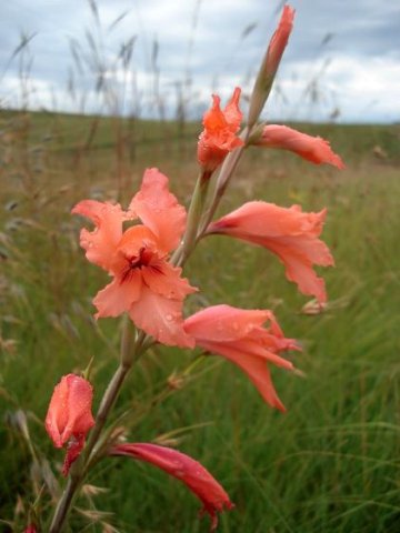 Gladiolus oppositiflorus angled spike
