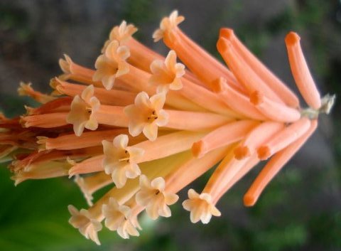 Kniphofia triangularis subsp. triangularis, the Mandarin poker