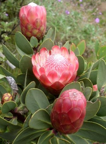 Protea dracomontana