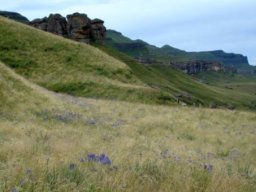 Agapanthus campanulatus flowering blue in grass