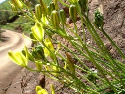 Albuca rupestris flowers