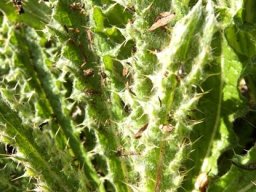 Berkheya purpurea young leaf woolliness