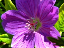 Geranium drakensbergensis 