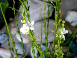 Gomphostigma virgatum