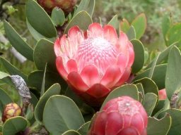 Protea dracomontana