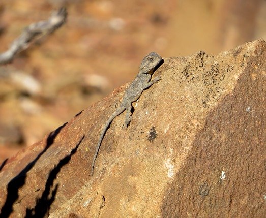 Southern rock agama