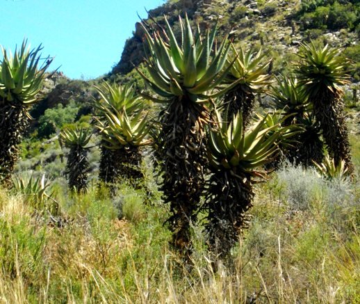 Aloe ferox short and tall
