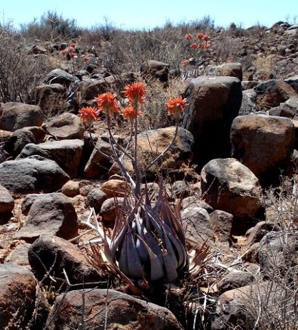 Aloe hereroensis 
