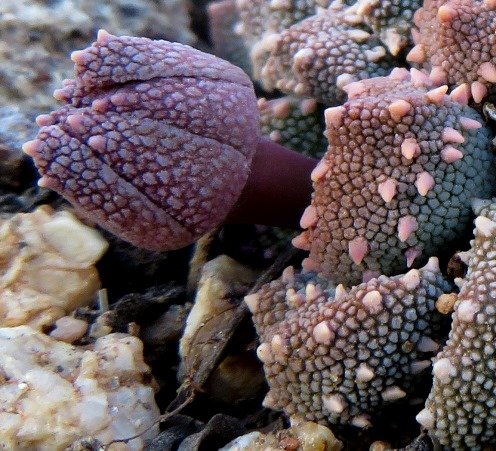 Aloinopsis luckhoffii bud