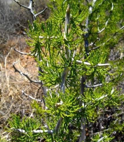 Asparagus capensis old stems, new cladodes