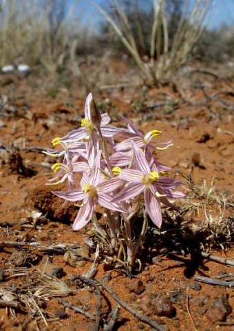 Cyanella lutea subsp. rosea