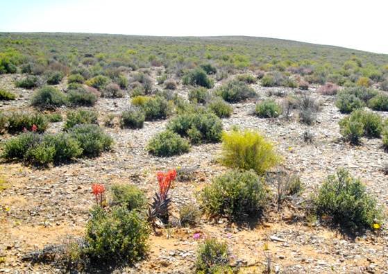 Gonialoe variegata flowering in sparse veld