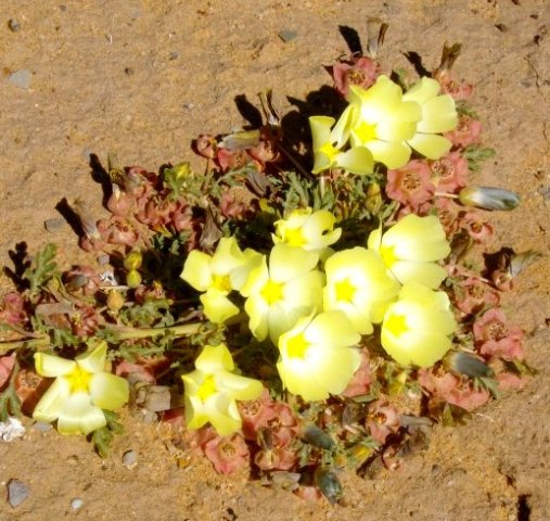 Grielum humifusum sunbathing