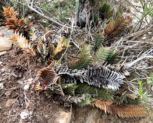 Haworthiopsis viscosa reminding the Rainbow Nation