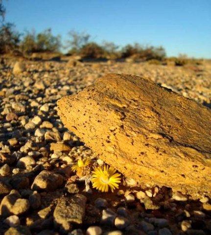 Lithops localis, the Groot Karoo klipplant