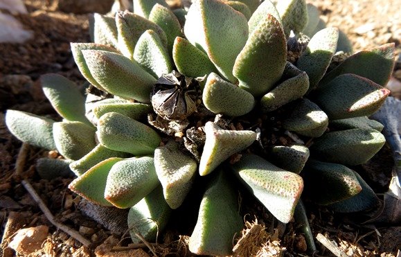 Pleiospilos bolusii