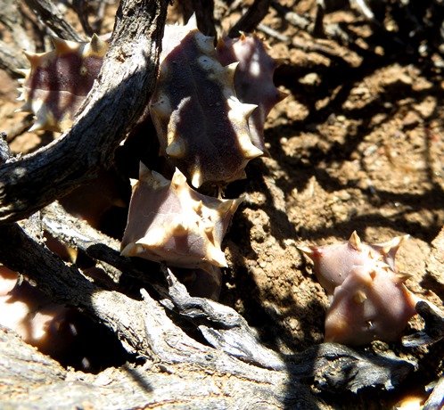 Stapeliopsis saxatilis known as shy toes