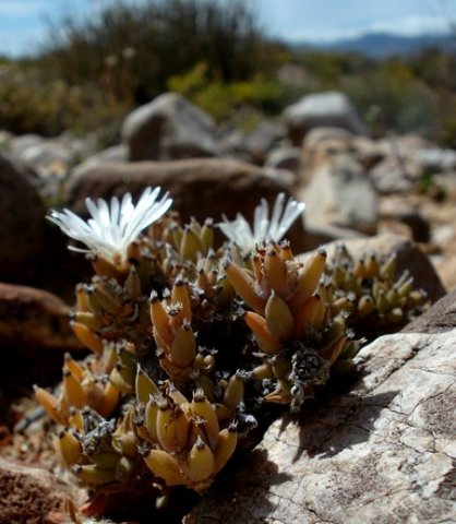 Trichodiadema mirabile flowering in summer