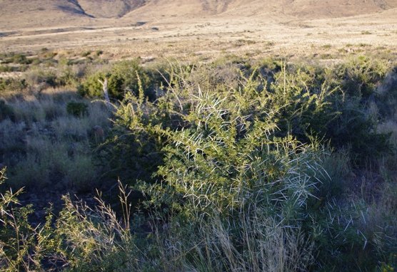 Vachellia karroo eking out an existence