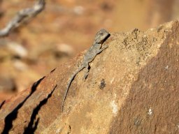 Southern rock agama