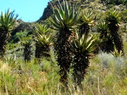 Aloe ferox short and tall