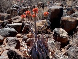 Aloe hereroensis 