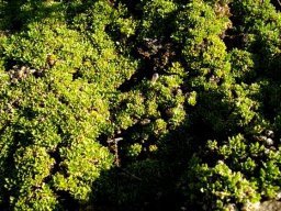 Aptosimum procumbens ground-hugging mat