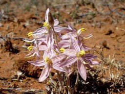 Cyanella lutea subsp. rosea