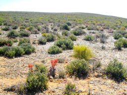 Gonialoe variegata flowering in sparse veld