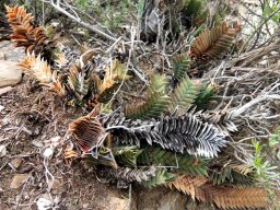 Haworthiopsis viscosa reminding the Rainbow Nation