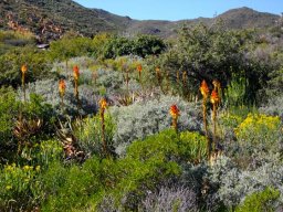Robertson Karoo