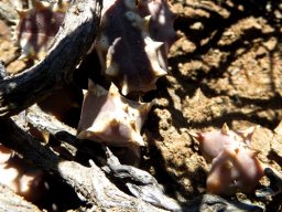 Stapeliopsis saxatilis known as shy toes