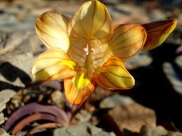 Tritonia karooica 