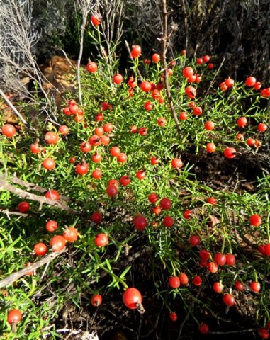 Chironia baccifera, a plant full of stories