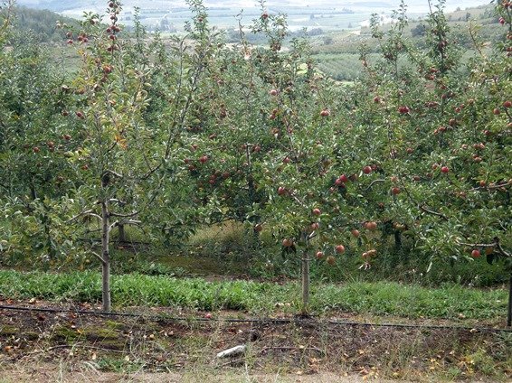 Apple country