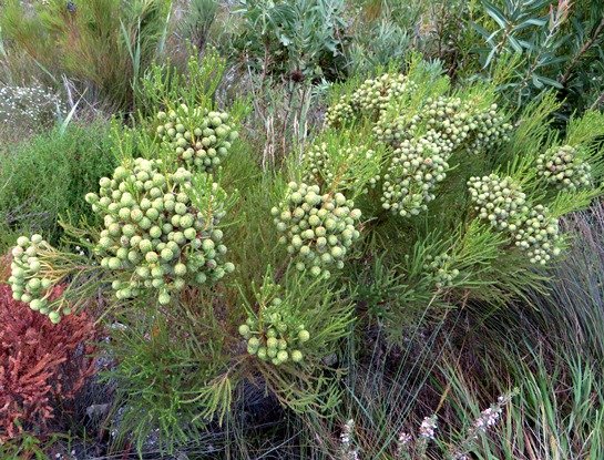 Berzelia commutata bearing numerous flowerheads