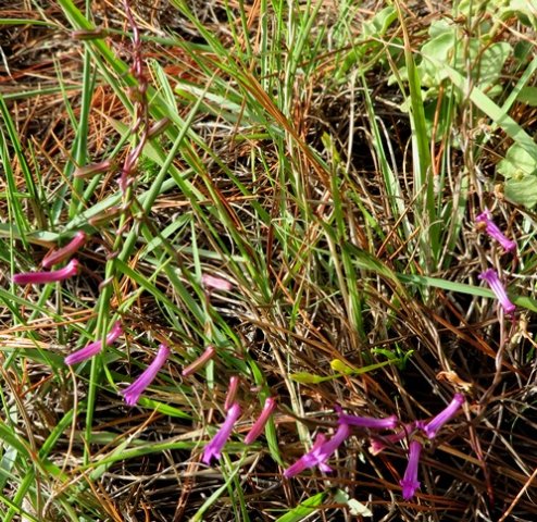 Cyphia volubilis flowers like beads