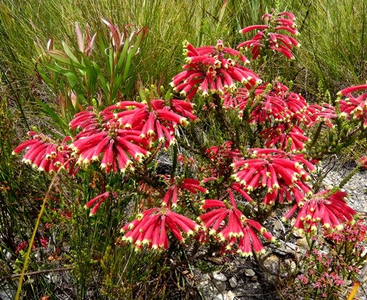 Erica densifolia many flowers