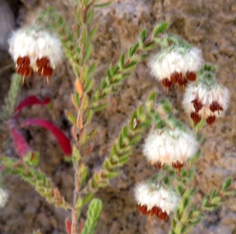 Erica lanata or woolly heath