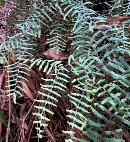 Gleichenia polypodioides spreading fronds