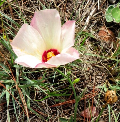 Hibiscus pusillus, bladderweed or Terblansbossie